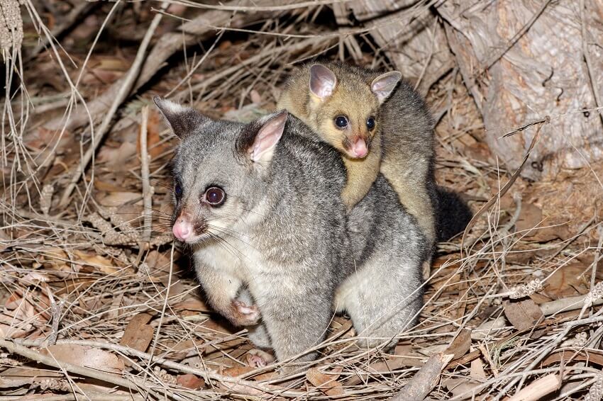 Common brush-tailed possum with its young on its back.