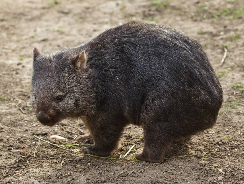 Common bare nosed wombat. Credit wrangel getty images