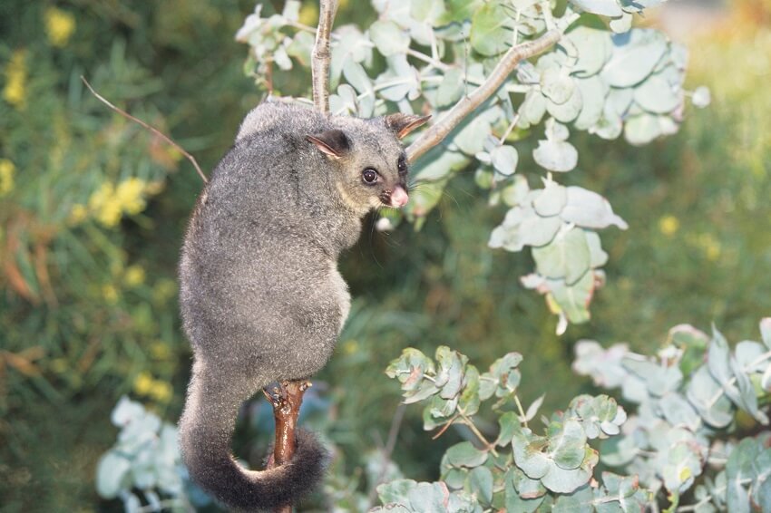 Common brush-tailed possum.