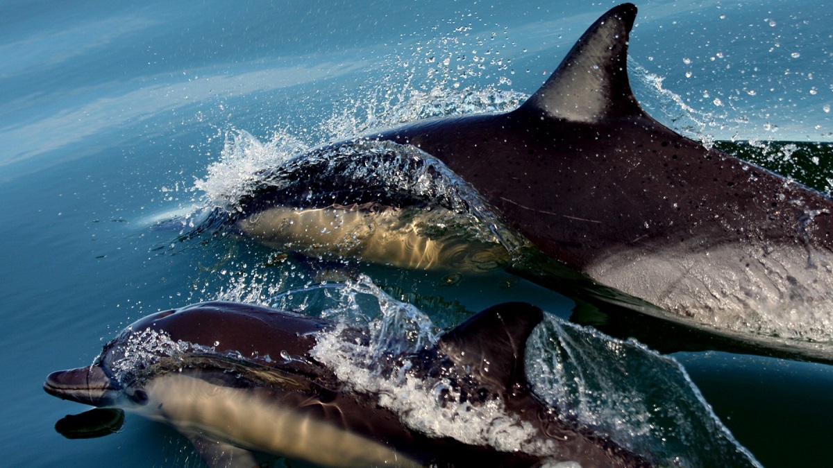 common-dolphin-flinders-uni
