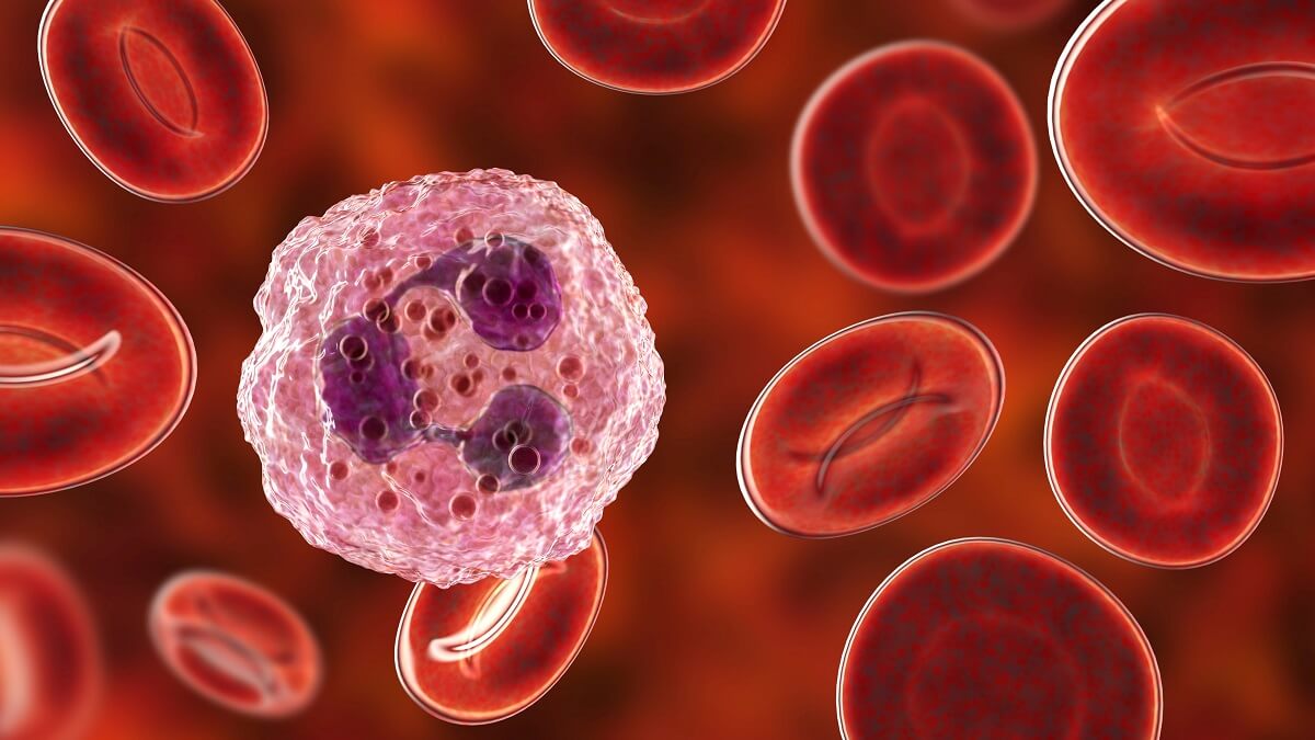 Neutrophil and red blood cells
