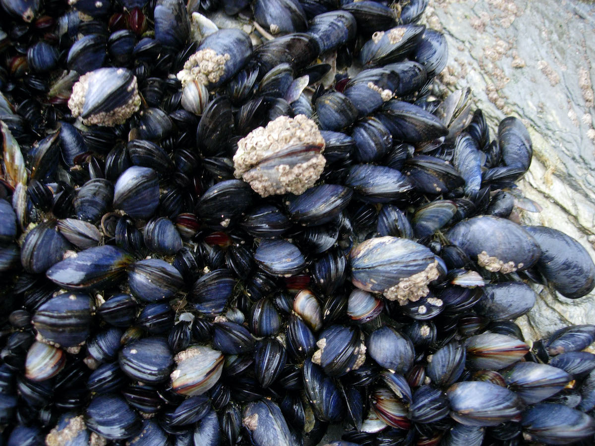 Mussels in Cornwall, England.