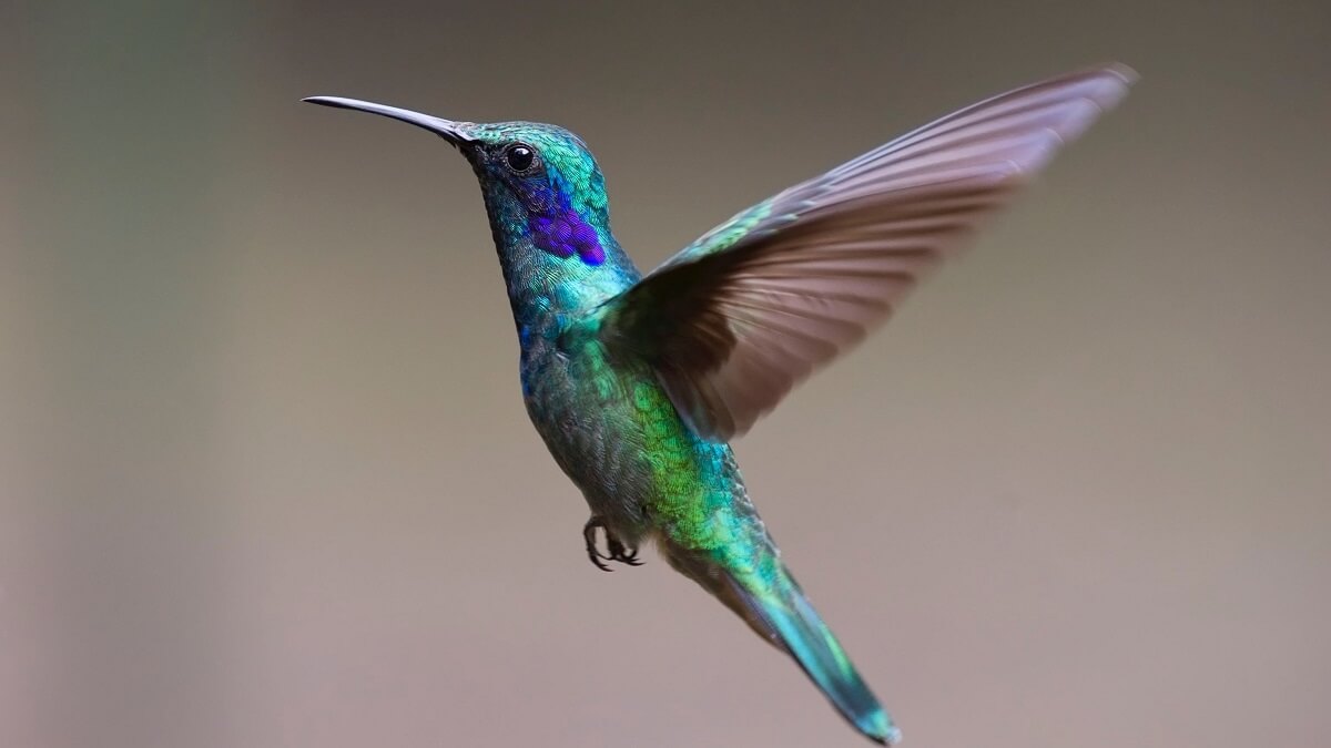 Colourful hummingbirds, Jupiter's rings & falling birth rate