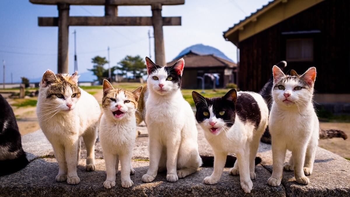 feral cats