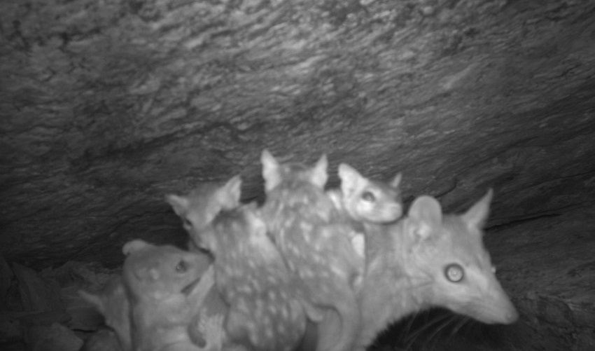Female northern quoll carrying babies on her back. Mammal