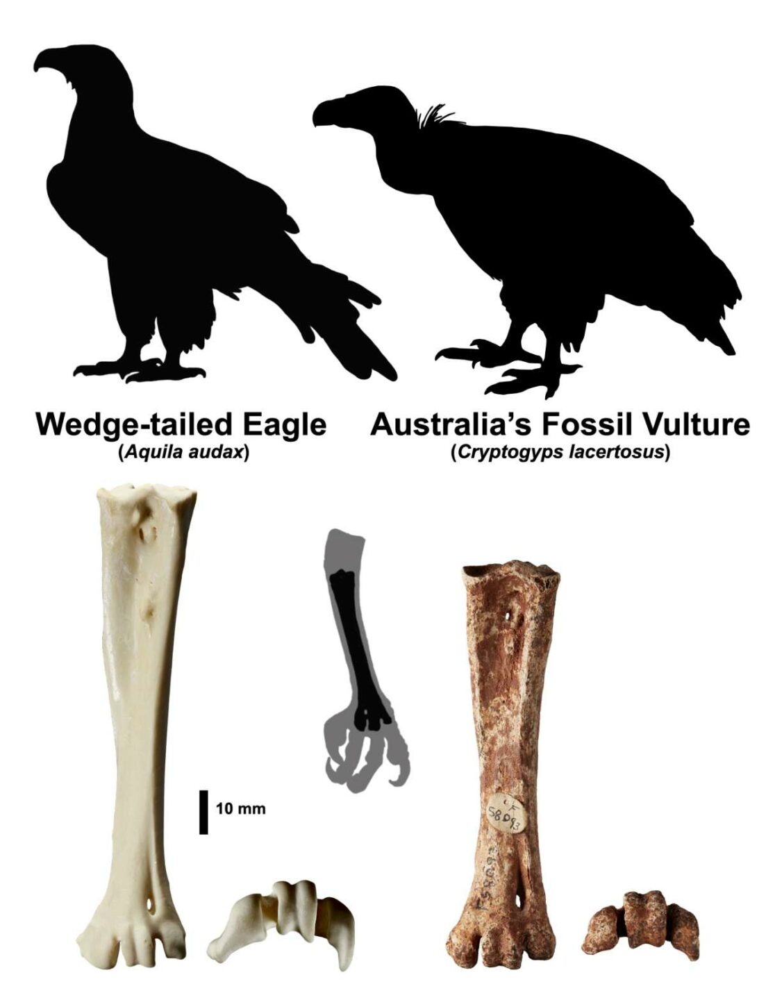 A comparison between eagle lower leg bones and fossil vulture lower leg bones