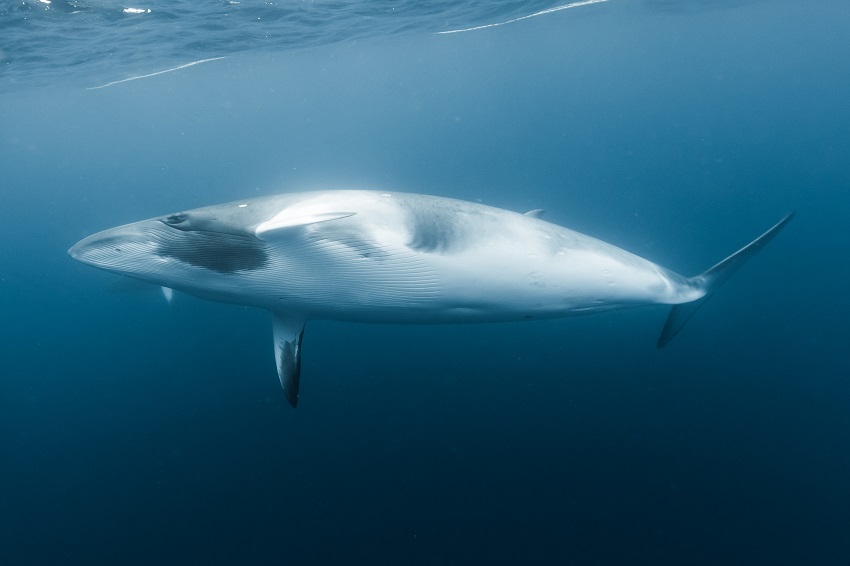 Dwarf minke whale. Credit kerstin meyer getty images