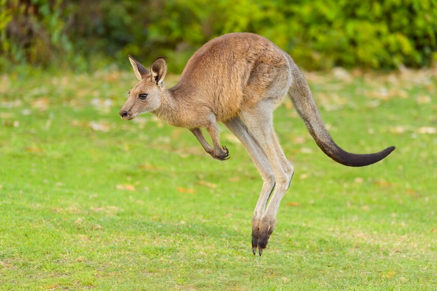 Eastern grey kangaroo. Credit raimund linke getty images