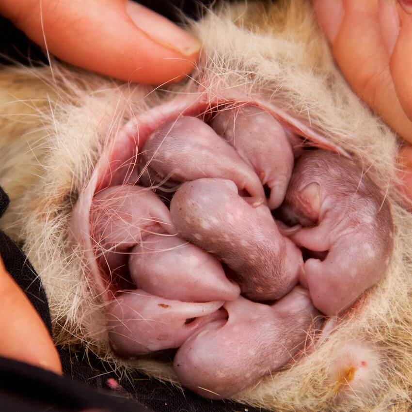 Eight northern quoll babies developing in their mother’s pouch