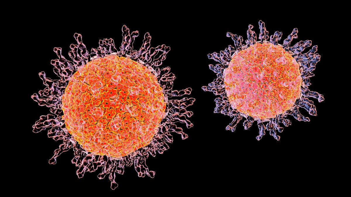 illustration of Herpes simplex virus 1
