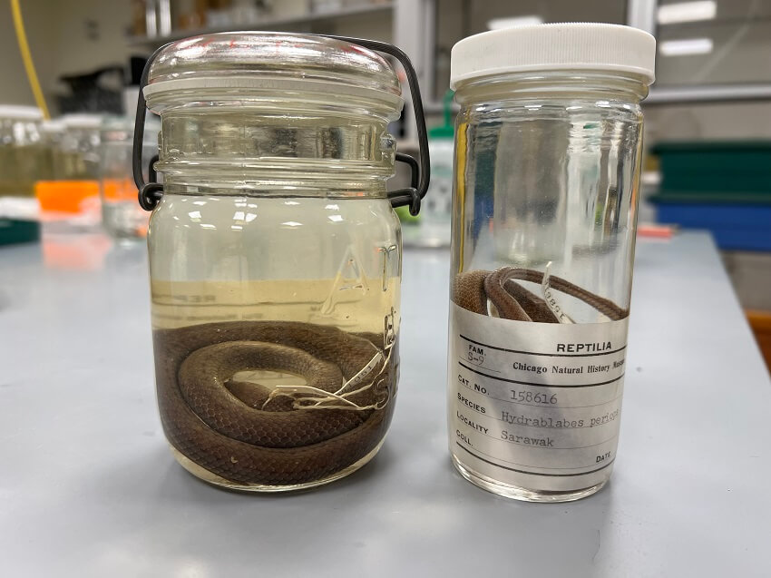 Alcohol preserved snake specimens in jars