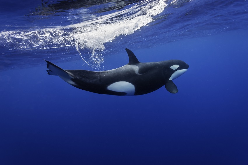 Killer whale. Credit wildestanimal getty images