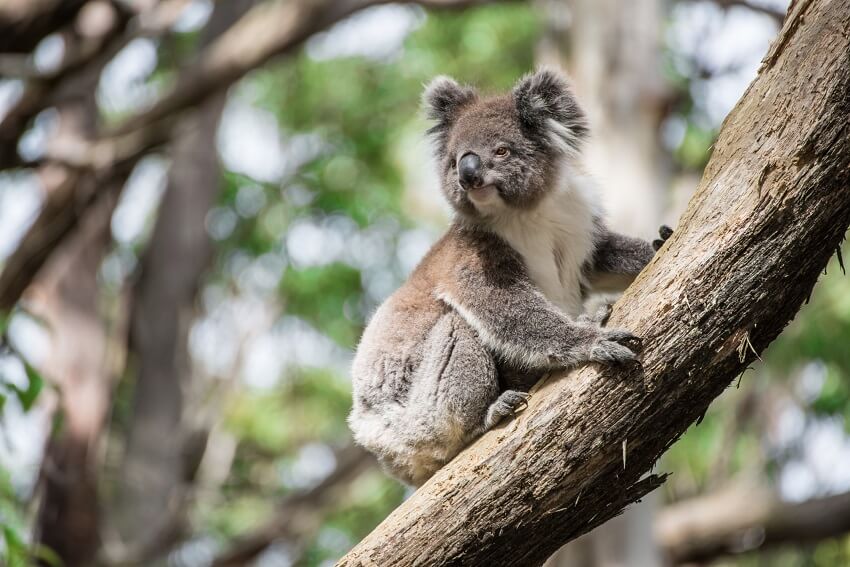 Koala. Credit boy anupong getty images