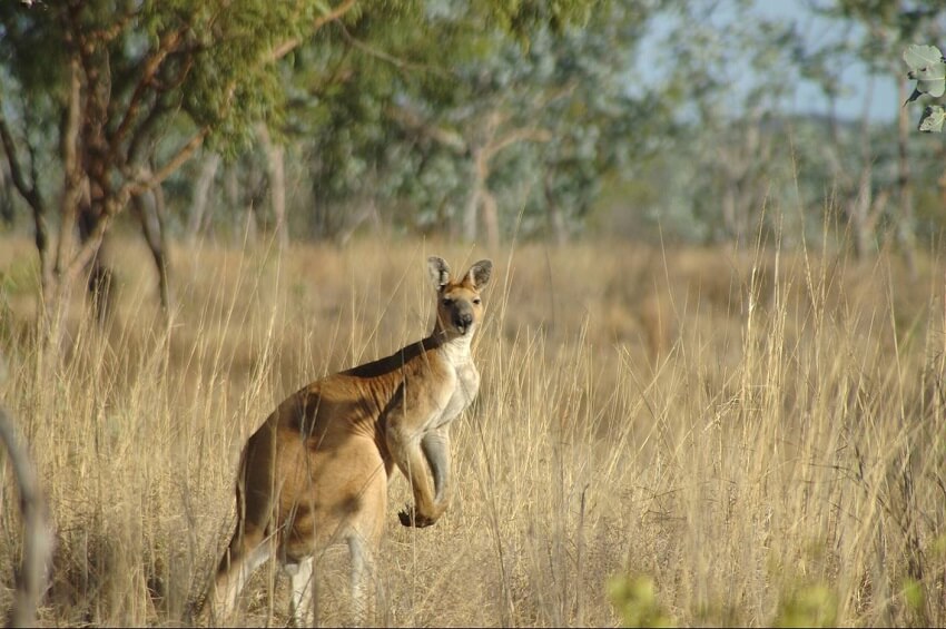 Large male antilopine wallaroo in savanna habitat euan ritchie