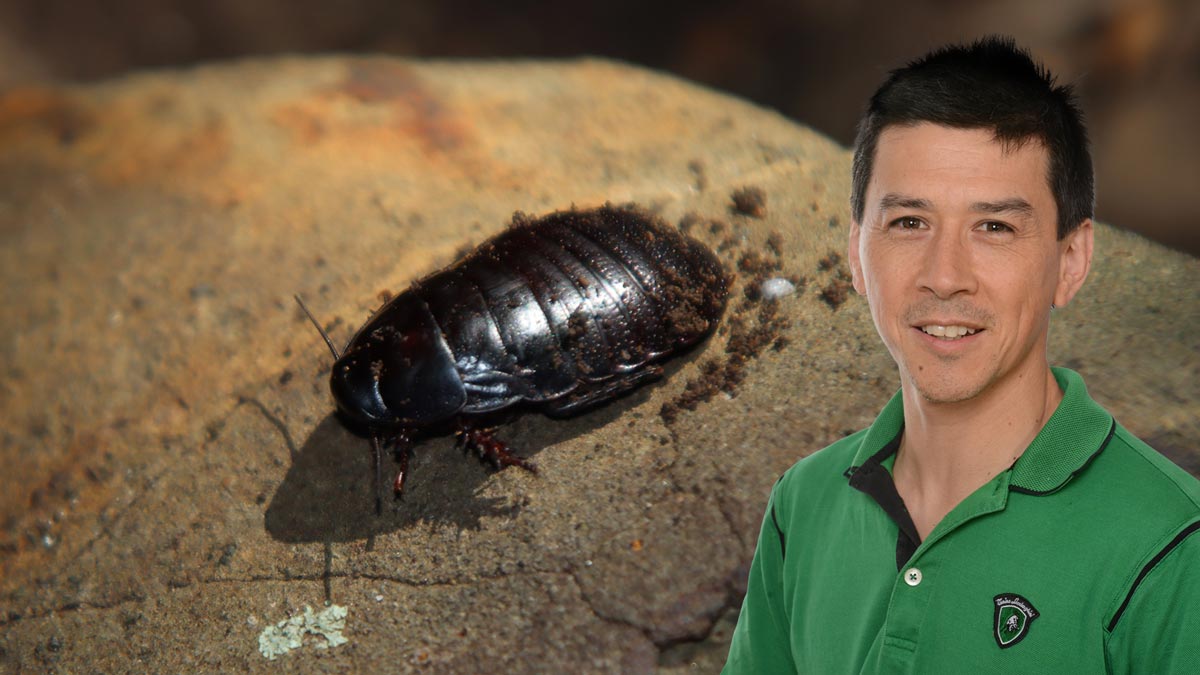 photo of Nathan Lo superimposed on photo of Lord Howe Island wood-feeding cockroach