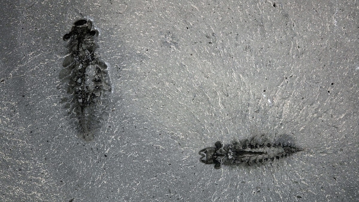 Pair of fossil specimens of Stanleycaris hirpex, which had intact brains
