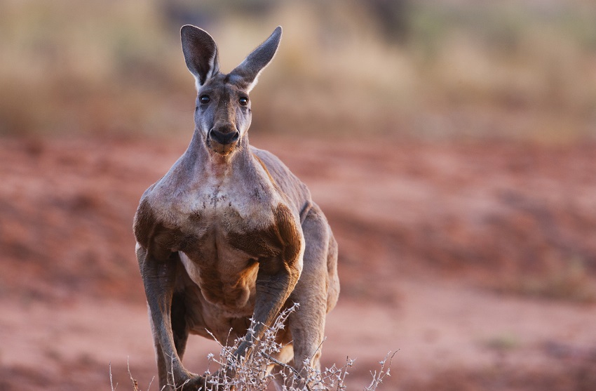 Red kangaroo. Credit jami tarris getty images
