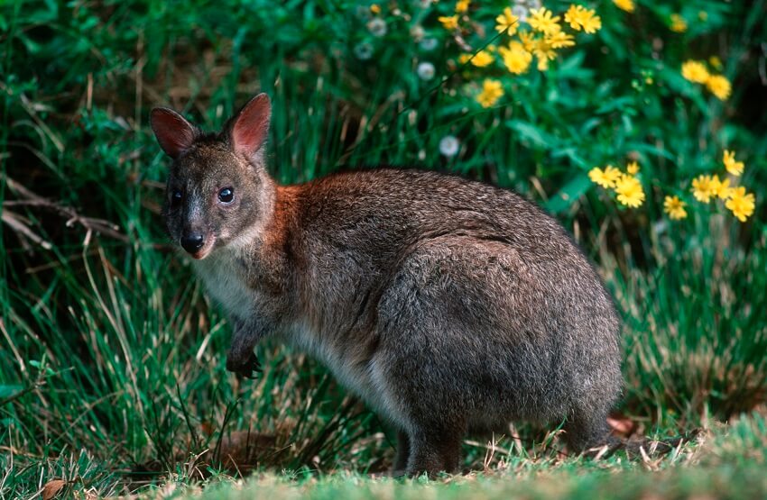 Red necked pademelon thylogale thetis. Credit martin harvey getty images