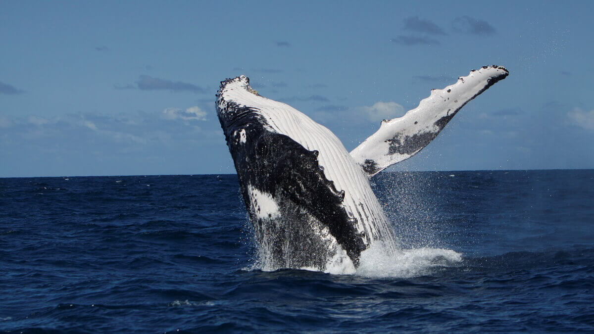 New Caledonian humpback whale breeching