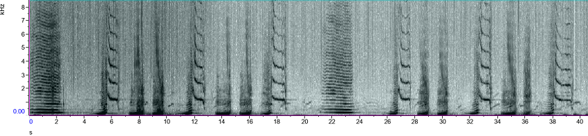 Humpback whalesong spectogram
