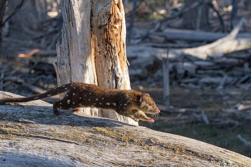 Sebastien comte spotted tailed quoll 1 1 1