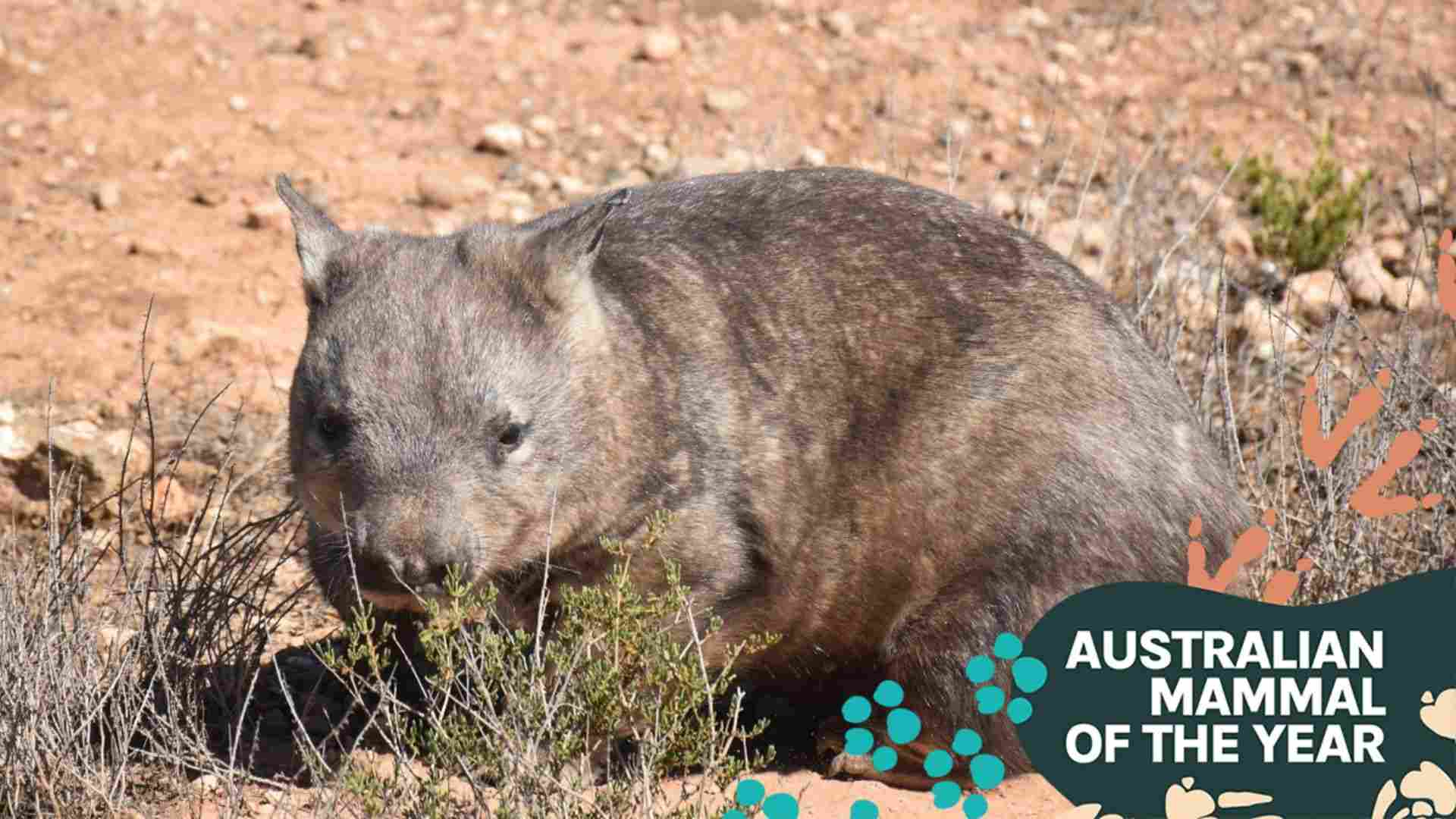 Wombat, australian, marsupial, animal, HD wallpaper | Peakpx