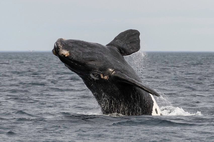 Southern right whale. Credit wildestanimal getty images 1