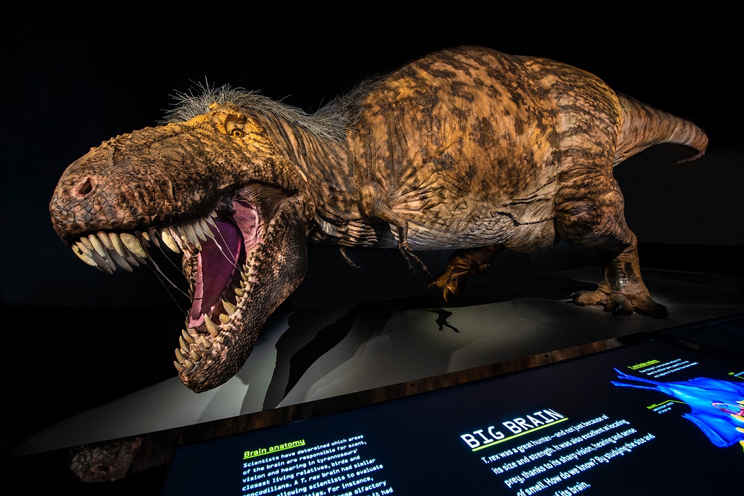 T-rex-model-natural-history-museum