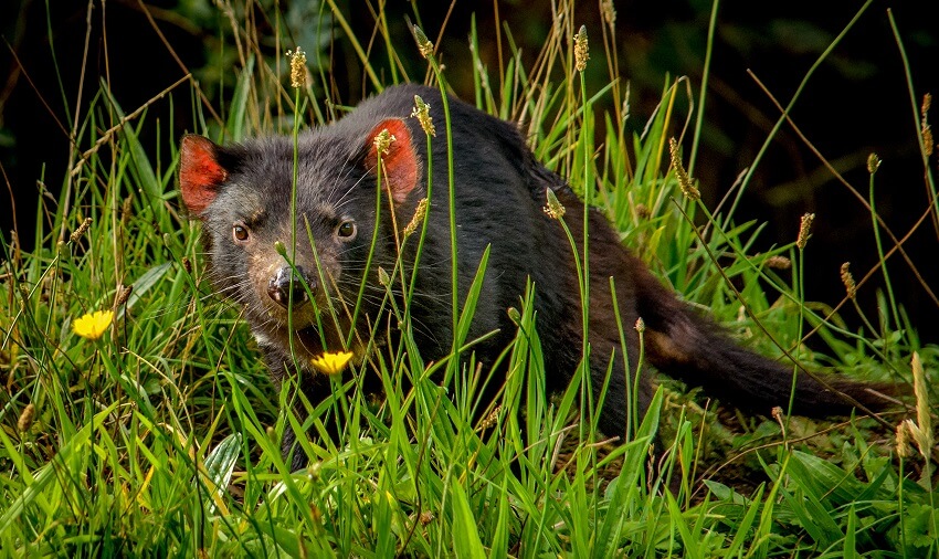 A tasmanian devil
