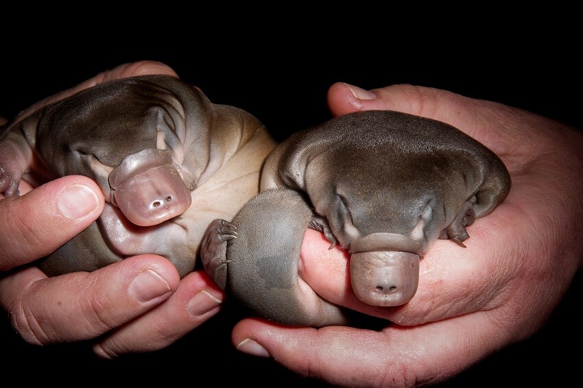 Two platypus young