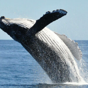 Humpback whale breaches surface