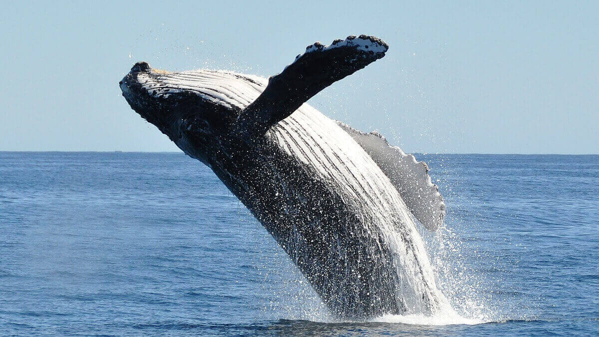 humpback whale breaches surface