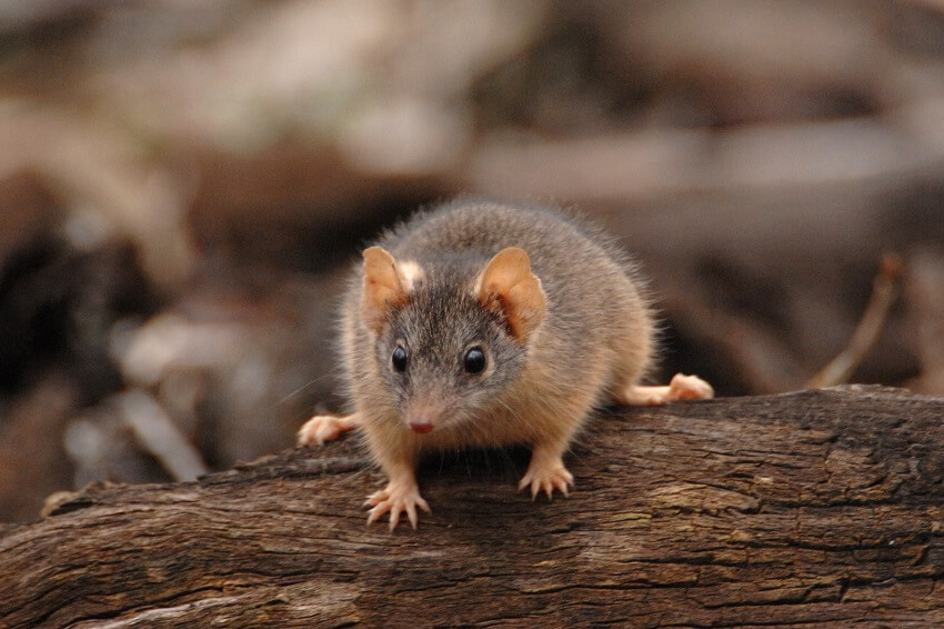 Yellow footed antechinus. Credit quentinjlang getty images 1