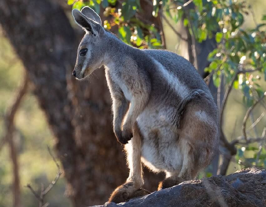 Yellow footed rock wallaby faunaverse