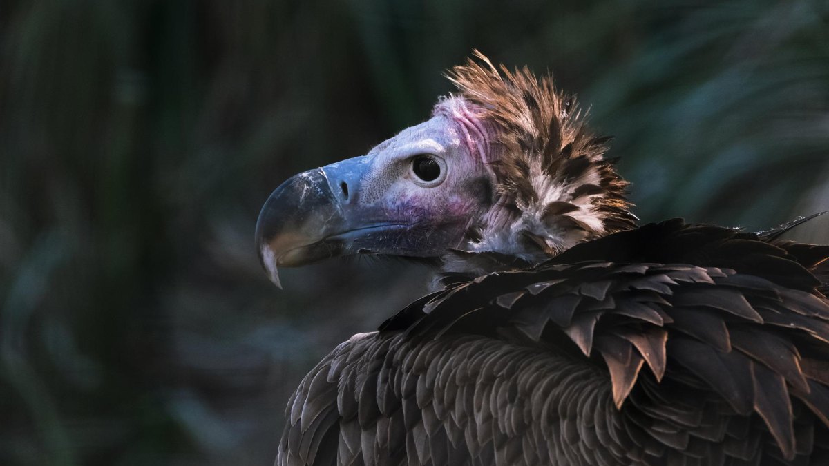 A vulture