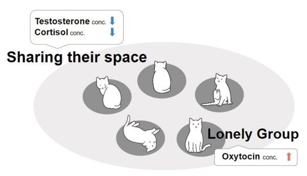 Graphical summary of the results from the study on domestic cats
