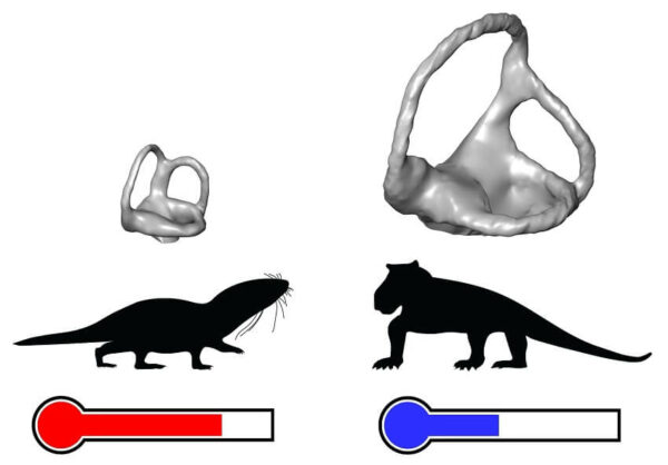 Ear canals of mammal versus reptile ancestors
