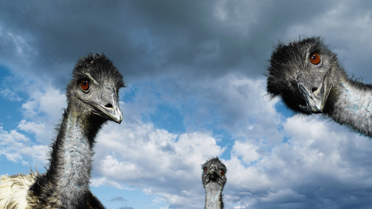 Three emus