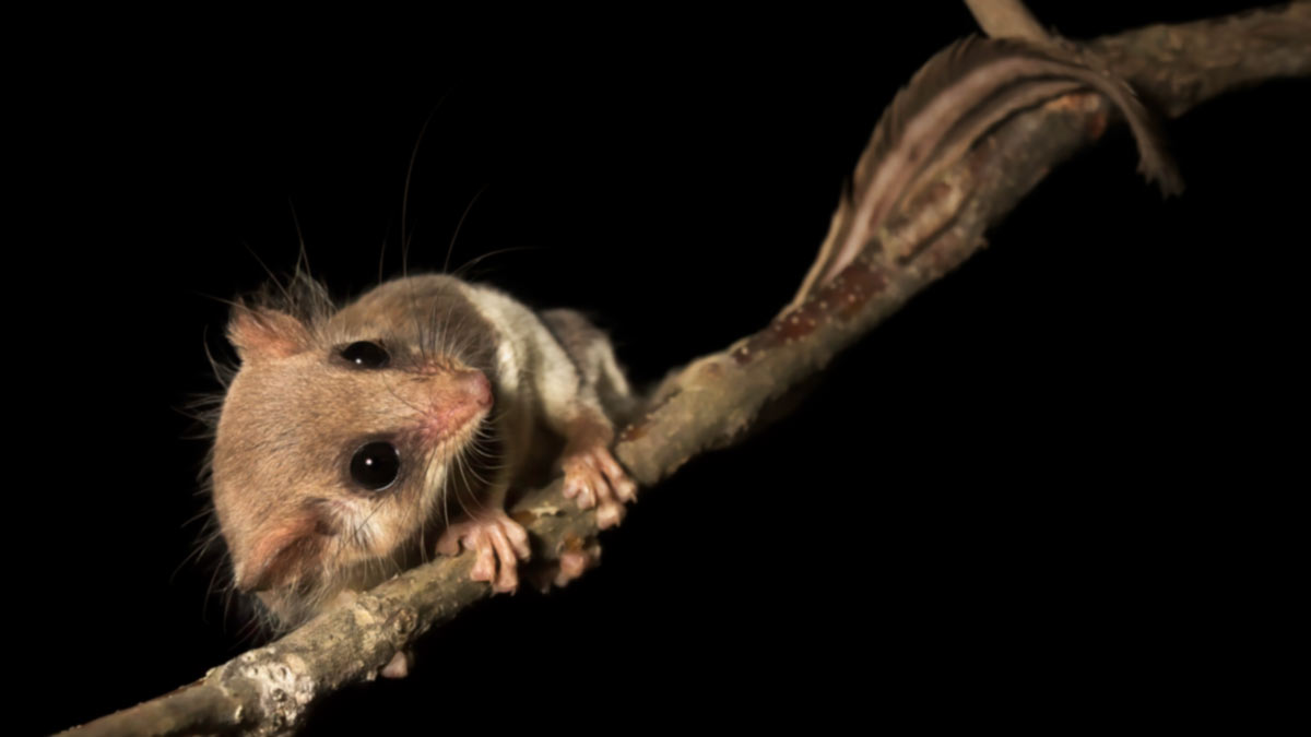 Feathertail glider on a branch