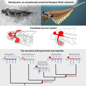 Summary of the paper including implications for understanding the evolution of the arthropod brain.