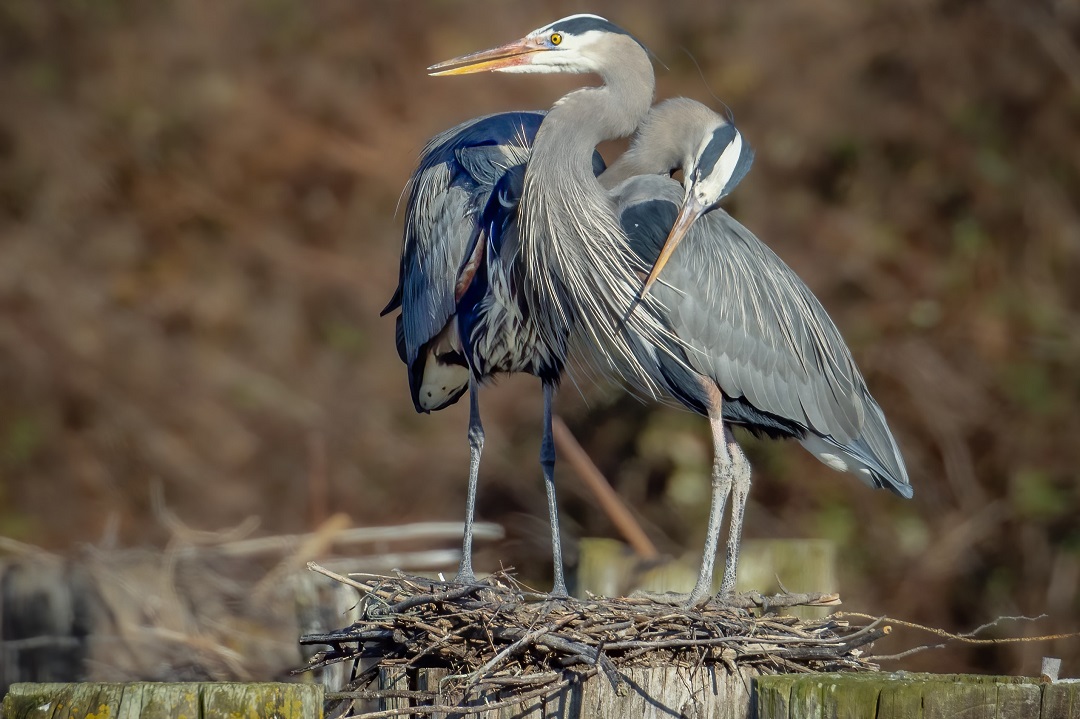 Great-blue-herons-in-embrace