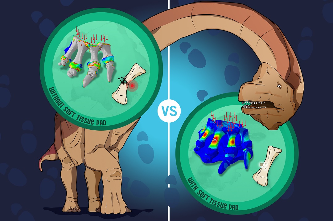 Sauropod-foot-stress-diagram