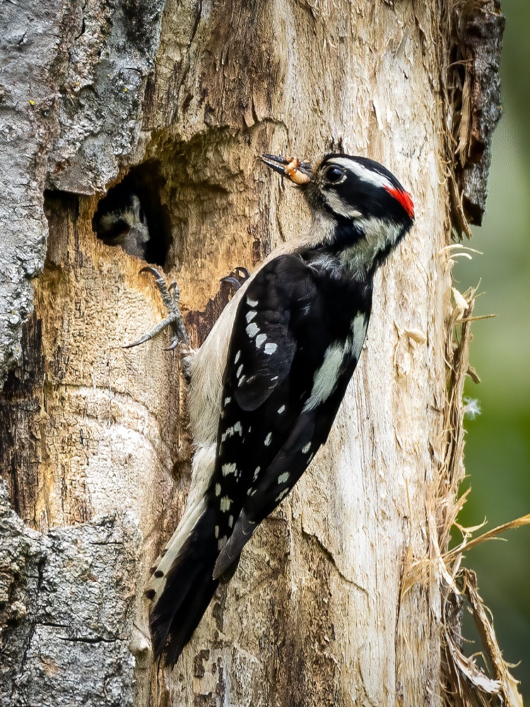 Downy-woodpecker-feeding-chick