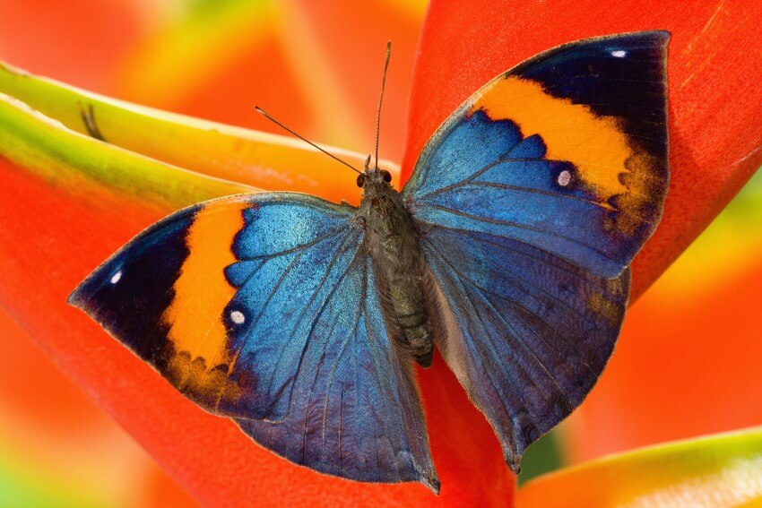 A kallima butterfly with its wings open - they are bright blue with stripes of orange and dark blue tips