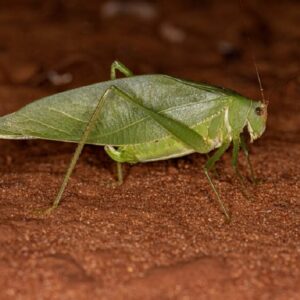 Adult angle-winged katydid insect