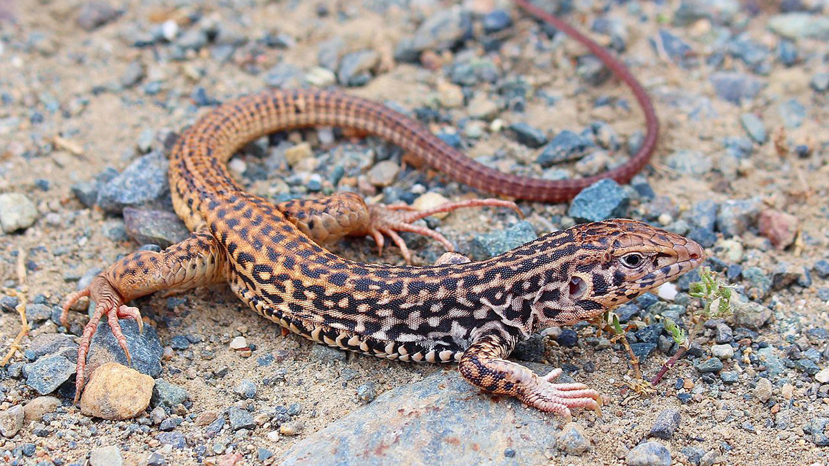 whiptail lizard reproduction