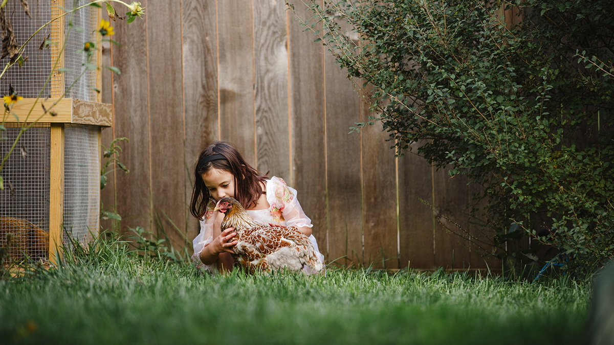 A female child in a dress in a backyard crouching down to hold a chicken. She looks peaceful