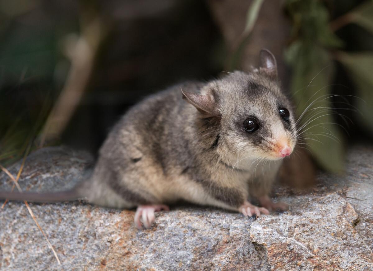 Mountain pygmy-possum