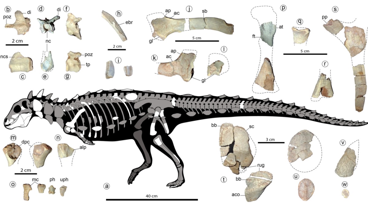 jakapil-skeletal-holotype-showing-fossils
