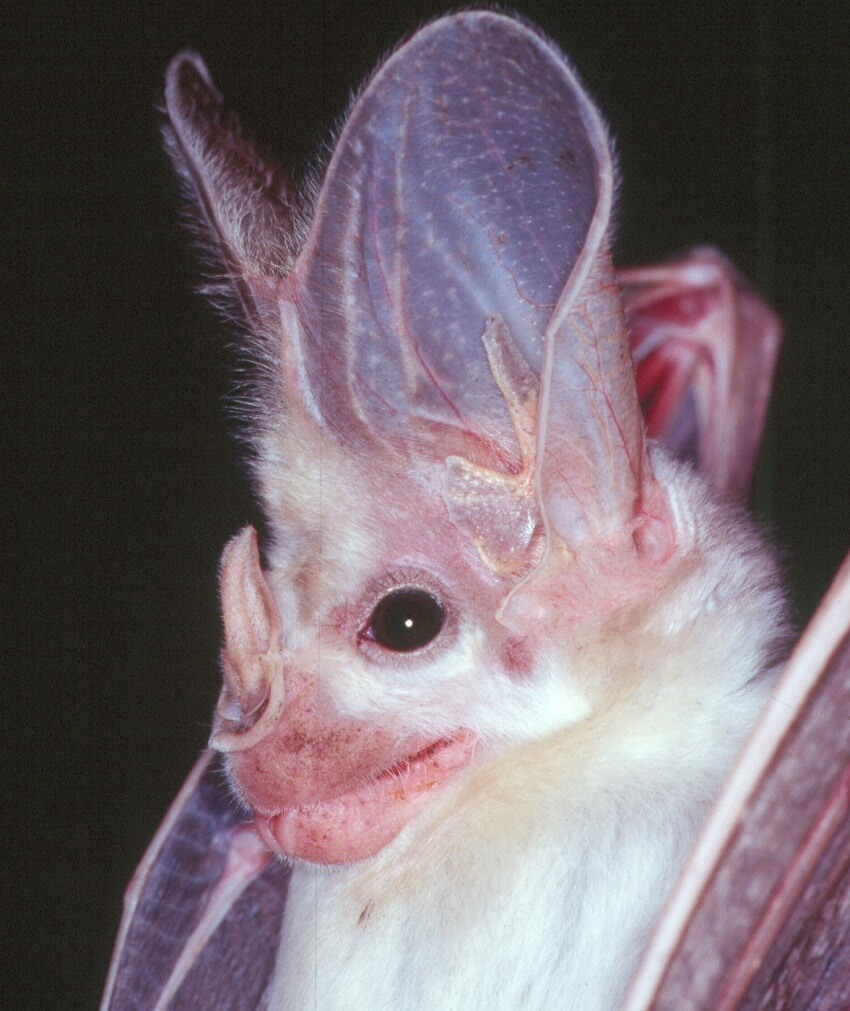 Lindy lumsden ghost bat cropped